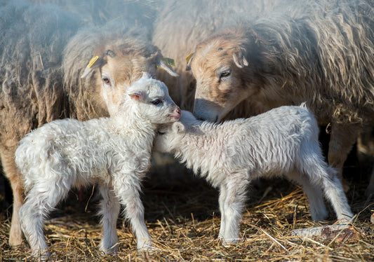 February in ForestSheep farmstead